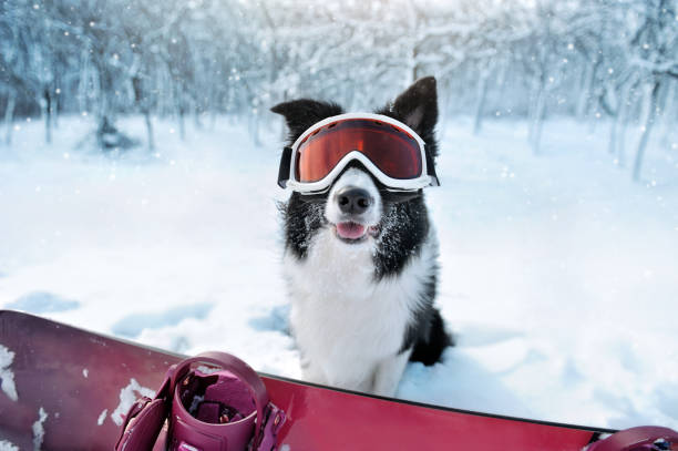 portrait d’un border collie avec un snowboard dans la neige fraîche - faire du snowboard photos et images de collection