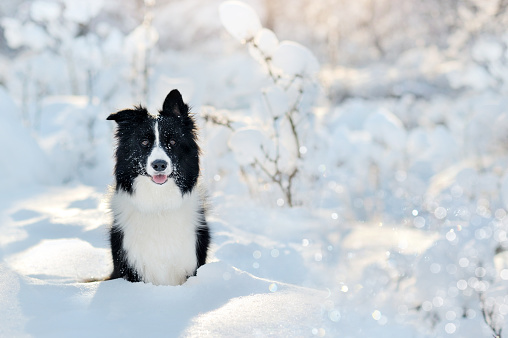 Winter portra it of a sitting border collie at the forest