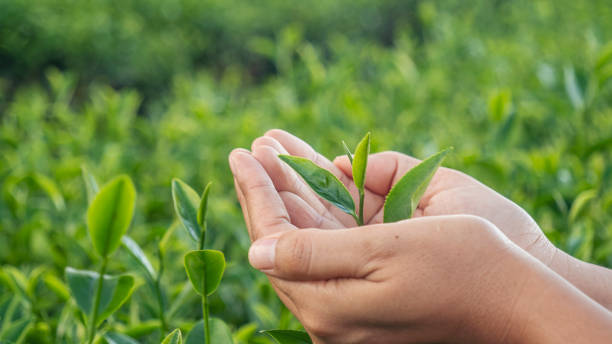 femme cueillant à la main l’arbre à thé vert cueillant des bourgeons jeune tendre camellia sinensis feuilles ferme biologique. main tenant la récolte cueillette du thé vert noir agriculture à base de plantes. femme travaille black tea récolte à l - tea crop plantation tea leaves farmer photos et images de collection