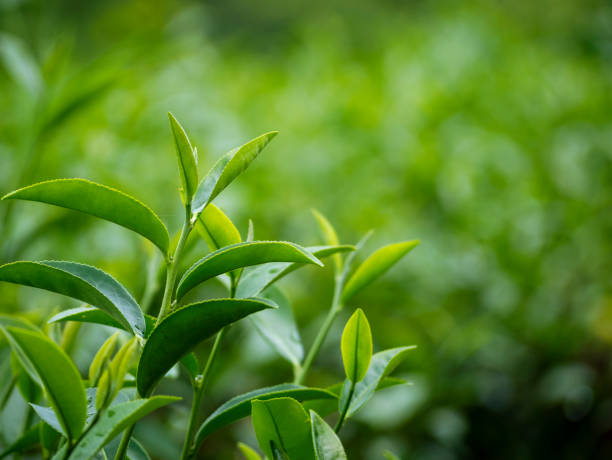 feuilles de thé vert champ jeune bourgeon tendre à base de plantes arbre à thé vert dans la ferme biologique camellia sinensis. gros plan plantations de thé d’arbres frais nature verte de montagne dans la ferme à base de plantes de fond matin - tea crop plantation tea leaves farmer photos et images de collection