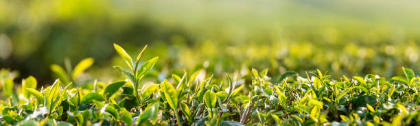 banner árvore de chá verde deixa campo jovem tender bud herbal árvore de chá verde na fazenda orgânica camellia sinensis. panorama fresh tree folha de chá planta natureza verde em fundo de fazenda de ervas com espaço copy - tea crop farmer tea leaves plantation - fotografias e filmes do acervo