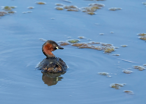 Mature male little Grebe on a lake.