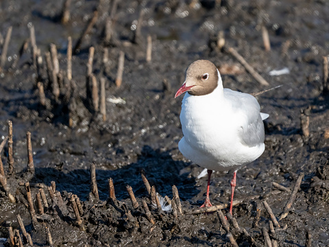 Black headed gull on mudflats.