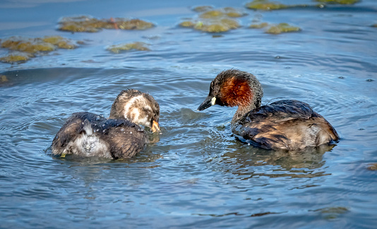 Mature little Grebes on a lake, the female has a fish.