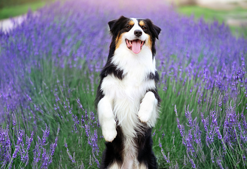 Pretty dog standing on hind legs against blooming lavender