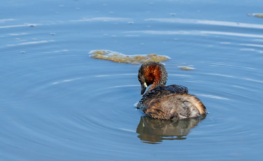 Mature male little Grebe on a lake.