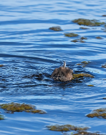 Little Grebe chick on a lake.