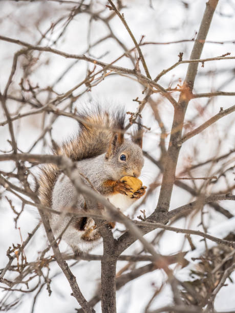 istock The squirrel with nut sits on tree in the winter or late autumn. 1433118926