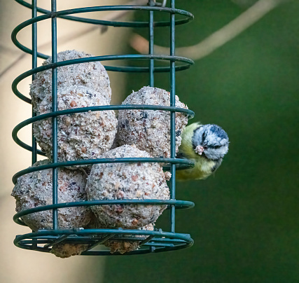 Blue Tit on a bird feeder.