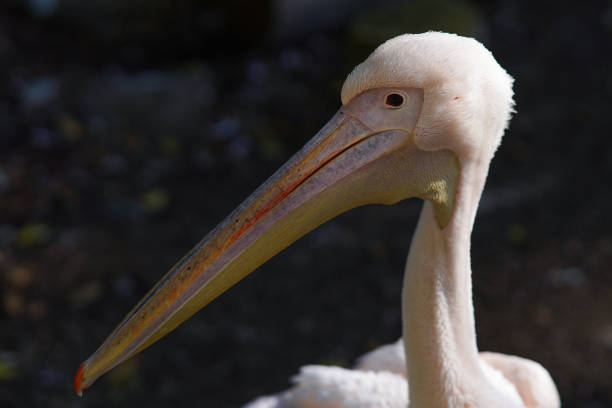 Pelecanus onocrotalus head