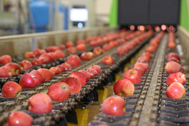 istock Clean fresh apples moving on conveyor 1433119994
