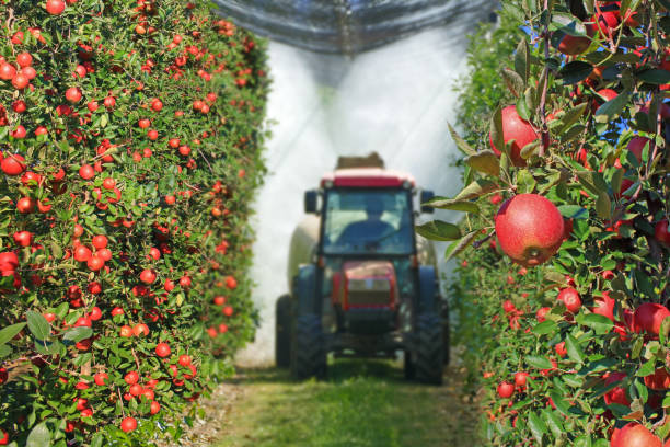 opryskiwanie jabłoni ciągnikiem i maszynami rolniczymi - crop sprayer insecticide spraying agriculture zdjęcia i obrazy z banku zdjęć