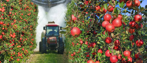 istock Apple fruit tree spraying with a tractor and agricultural machinery 1433120165