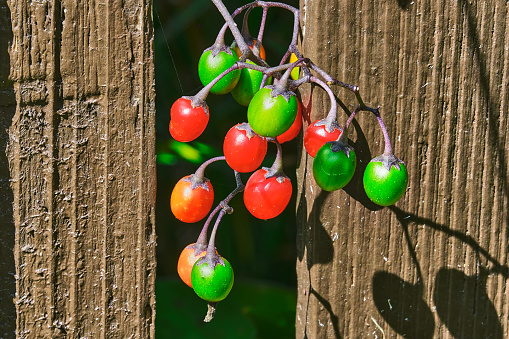 Bittersweet Nightshade colorful green and red berries growing outside the fence with early morning sunlight
