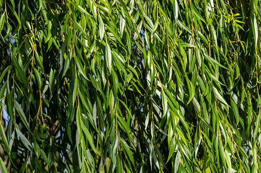 Green lush foliage of a weeping willow in the spring light with blue clear sky