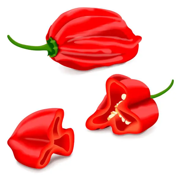 Vector illustration of Whole and quarter of red habanero chili peppers. Capsicum chinense. Hot chili pepper. Fresh organic vegetables. Vector illustration isolated on white background.