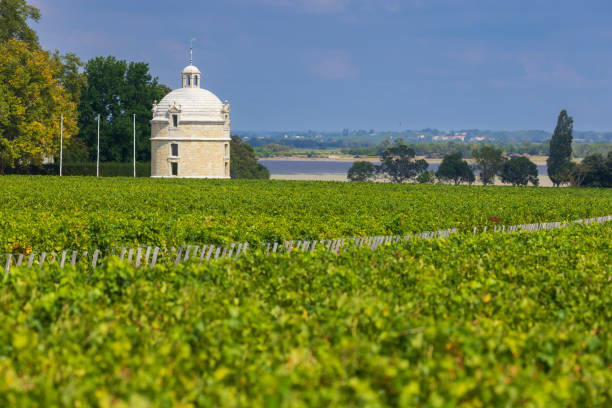Typical vineyards near Chateau Latour, Bordeaux, Aquitaine, France stock photo