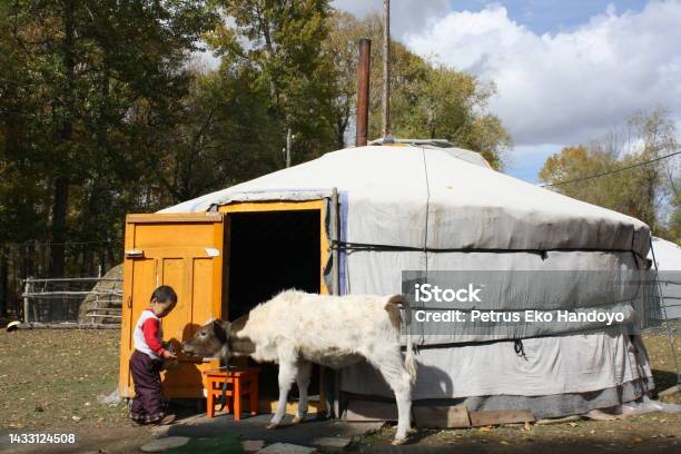 The Boy Feeds A Calf In Front Of The Nomadic Tent Terelj Valley Tuv Mongolia Stock Photo - Download Image Now