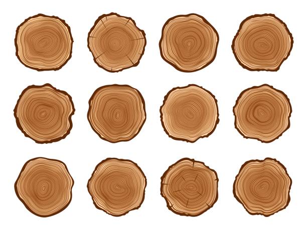 baumstämme, holzschnittstümpfe mit jahreskreisen - tree ring stock-grafiken, -clipart, -cartoons und -symbole