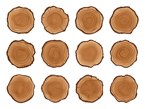 Tree trunks, wood cut stumps with annual circles, log cut sections with rings, vector wooden slices. Tree trunks cross sections with with annual growth rings pattern, forest timber stump cuts
