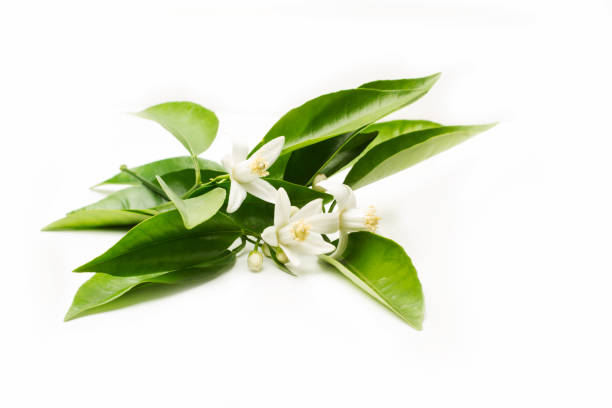 istock A branch with flowers of an orange tree on a white background 1433125986