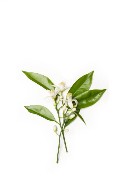 istock A branch with flowers of an orange tree on a white background 1433126022
