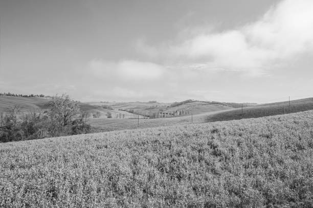 istock Green hills of Tuscany 1433126063