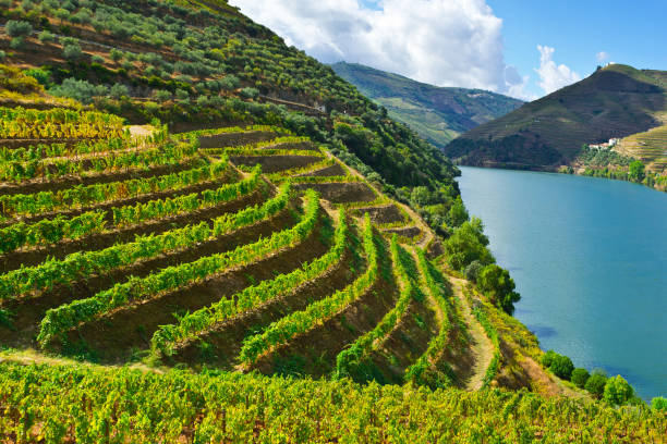istock Extensive vineyards in Portugal 1433126069