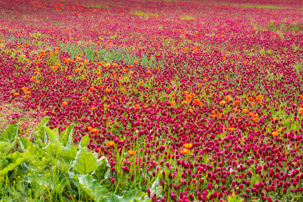 field full of red clovers
