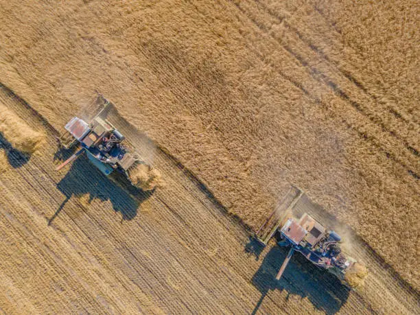 Photo of Harvest wheat grain and crop aerial view.Harvesting wheat,oats, barley in fields,ranches and farmlands.Combines mow in the field.Agro-industry.Combine Harvester Cutting on wheat filed.Machine harvest