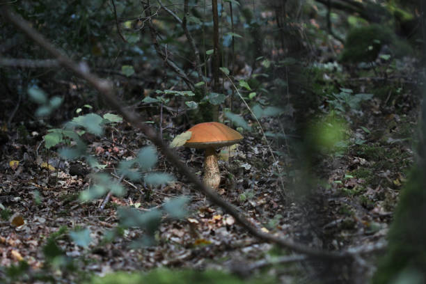 hongo, tallo de scaber de cabeza roja (leccinum aurantiacum) en bosques y bosques - cepe fungus forest dining fotografías e imágenes de stock