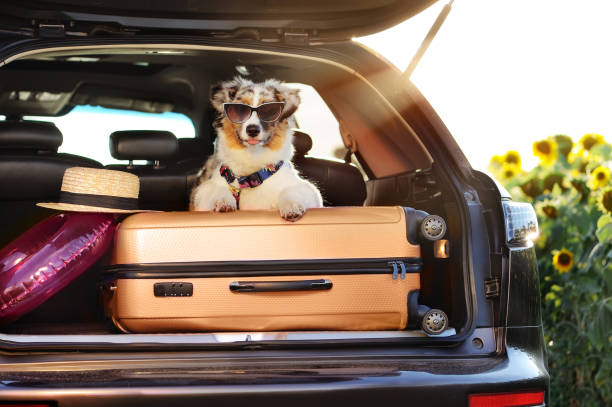 istock Puppy in sun glasses ready for a car trip 1433129898