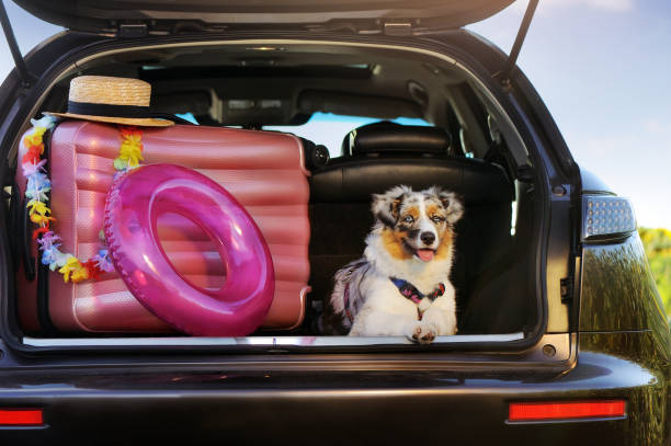 istock Australian shepherd puppy sitting in the trunk with baggage for the trip 1433129900