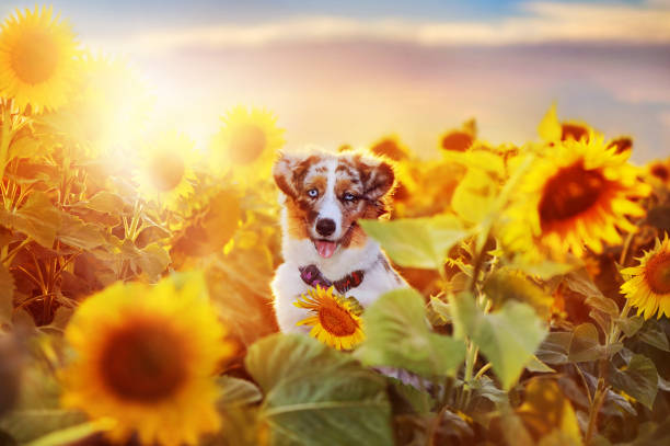 A golden retriever holds a sprig of cherry blossoms on its nose and squints with pleasure. Active recreation, playing with dogs. A family dog. Shelters and pet stores