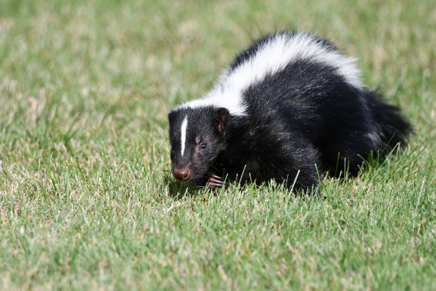 urban wildlife skunk caminando a lo largo de la hierba - mofeta fotografías e imágenes de stock