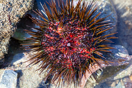 View of a female sea-urchin.