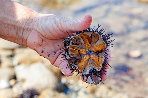 View of cracked female sea-urchins.