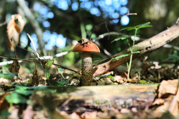 hongo, tallo de scaber de cabeza roja (leccinum aurantiacum) en bosques y bosques - cepe fungus forest dining fotografías e imágenes de stock