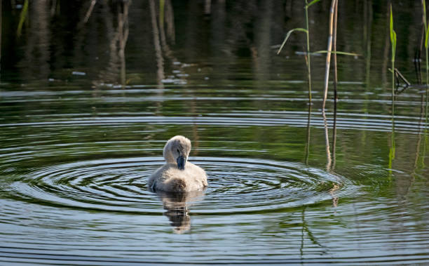 Free picture: swan, offspring, bird, young, wetland, natural habitat ...