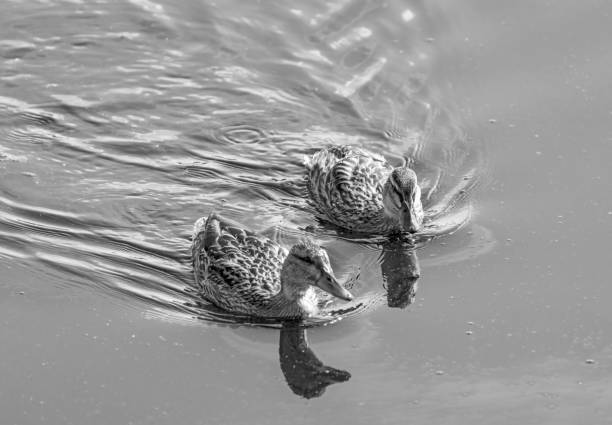 Female mallards swimming on a lake.