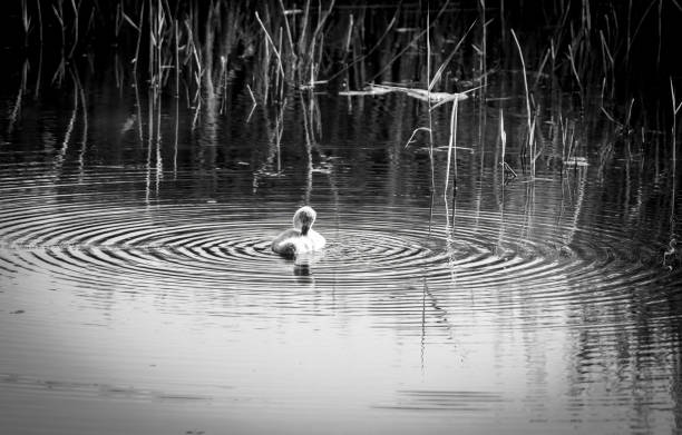 Young cygnet on a lake.