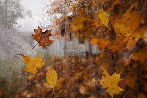 Autumn leaves and raindrops on window, rainy autumn day.