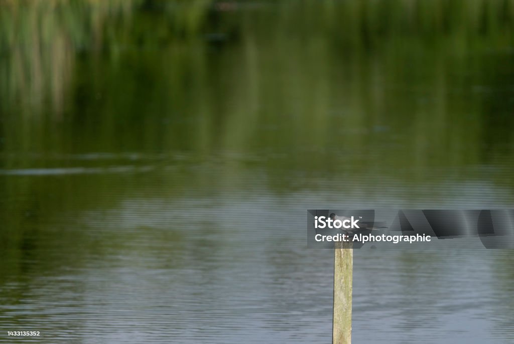 Common tern on a wooden post Common tern on a wooden post. 2022 Stock Photo