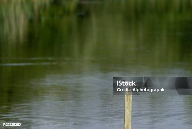 Common Tern On A Wooden Post Stock Photo - Download Image Now - 2022, Animal, Animal Body Part
