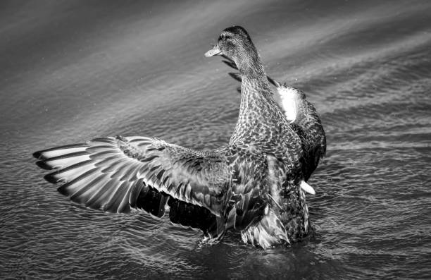 Female mallard swimming on a lake.