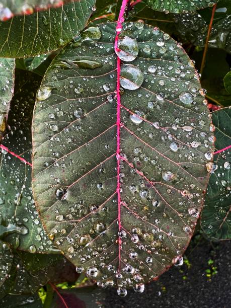 istock Leaves covered with water drops macro close up 1433135480