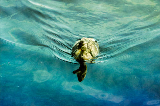 Female mallard swimming on a lake.