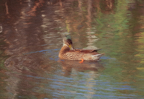 Female mallard swimming on a lake.