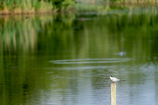 Common tern on a wooden post.
