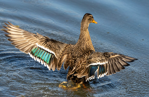 mallard duck on the lake